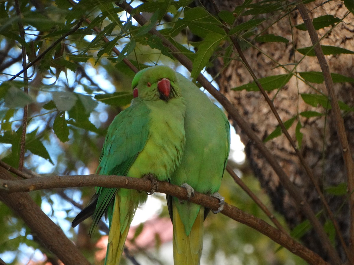 Rose-ringed Parakeet - ML630104234