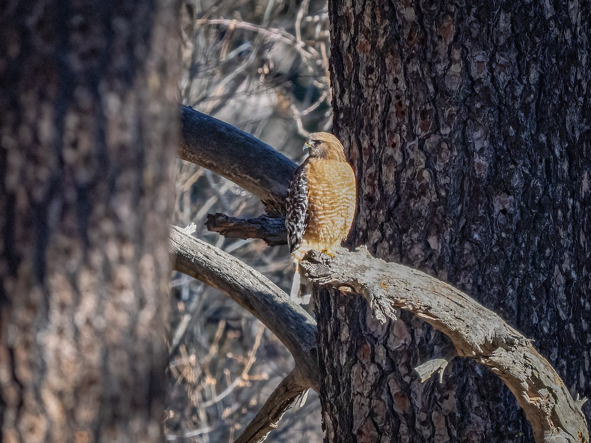 Red-shouldered Hawk - ML630104245