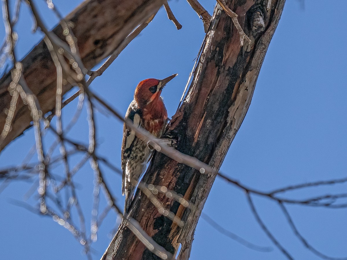 Red-breasted Sapsucker - ML630104251