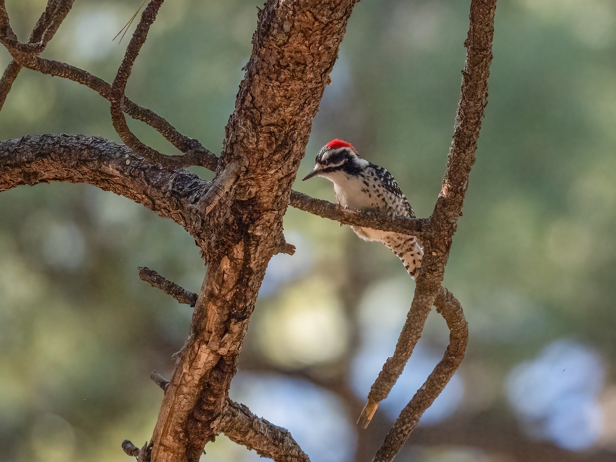 Nuttall's Woodpecker - ML630104257