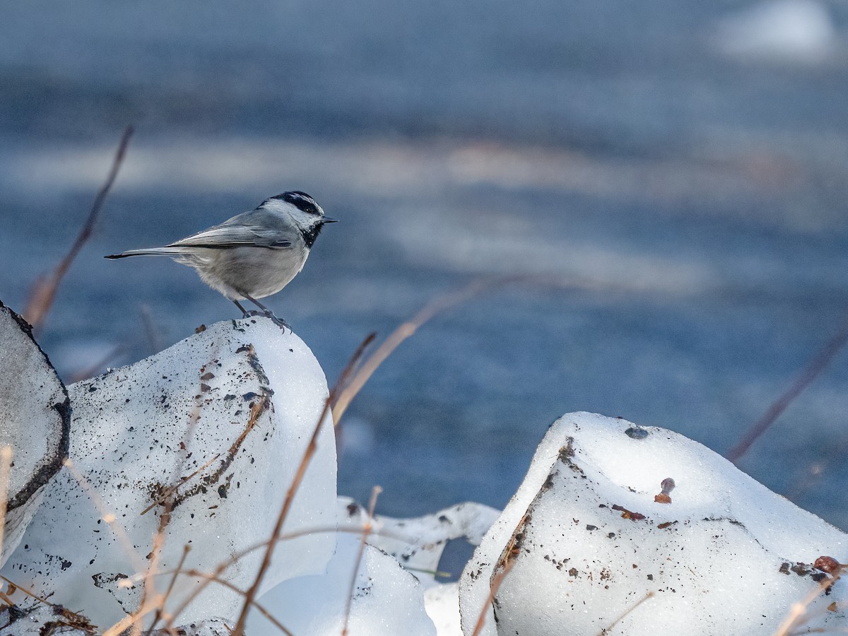 Mountain Chickadee - ML630104267