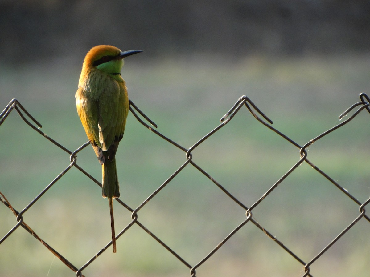 Asian Green Bee-eater - ML630104294