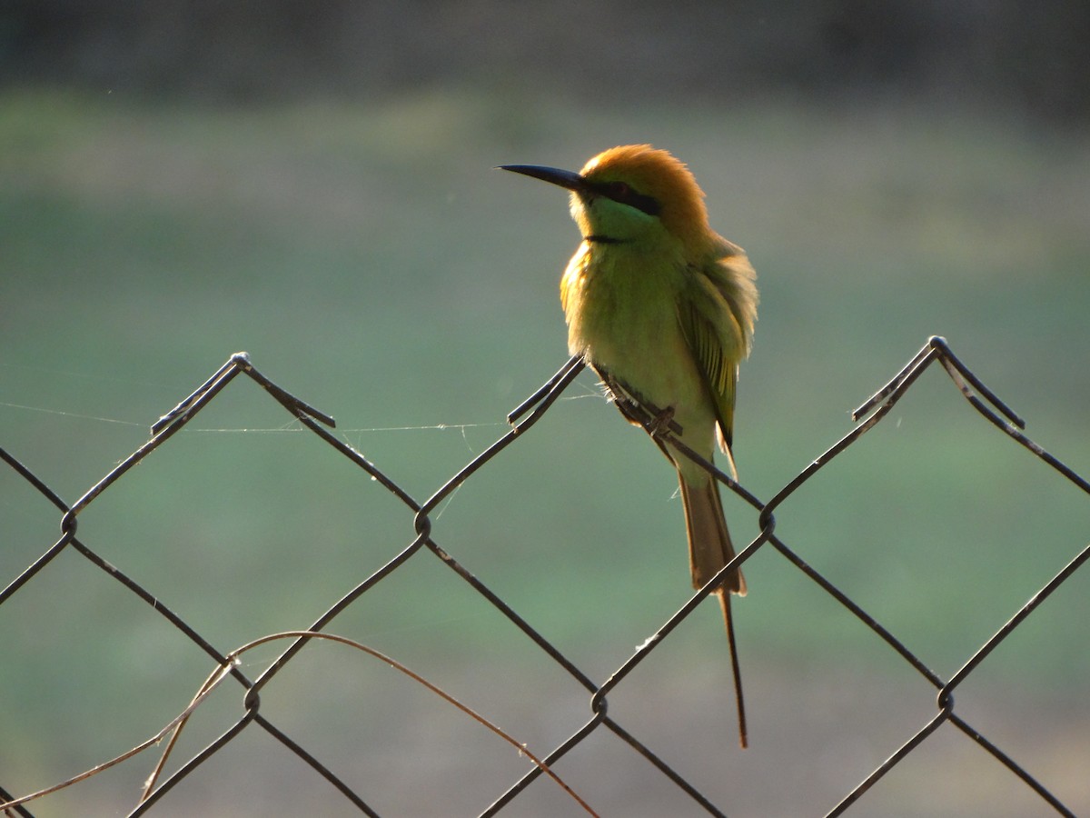 Asian Green Bee-eater - ML630104296