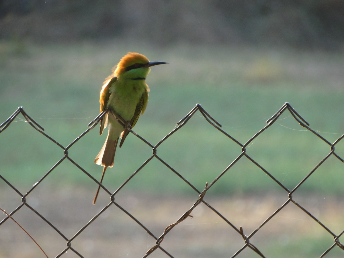 Asian Green Bee-eater - ML630104297