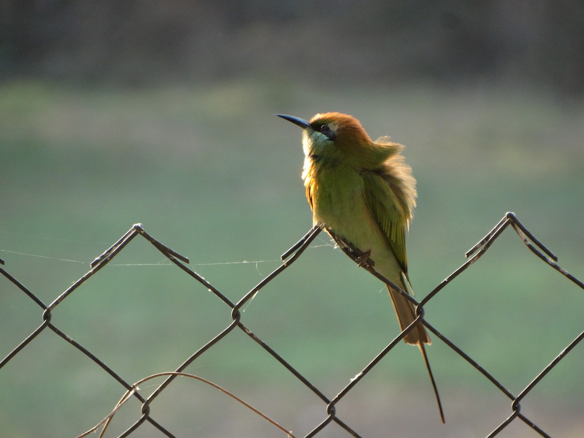 Asian Green Bee-eater - ML630104298