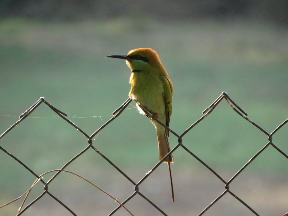 Asian Green Bee-eater - ML630104300