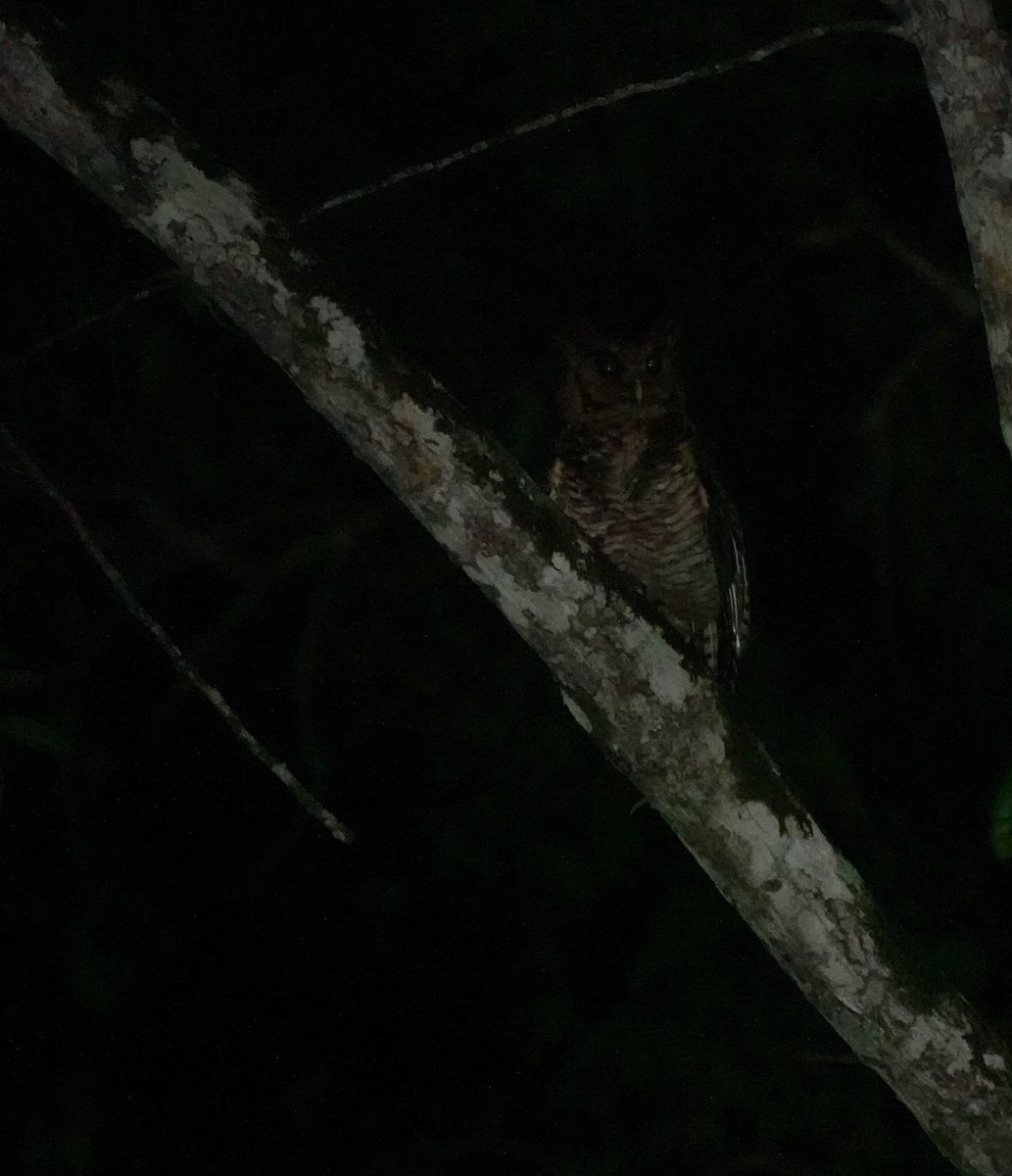 Fraser's Eagle-Owl (Usambara) - ML630104336