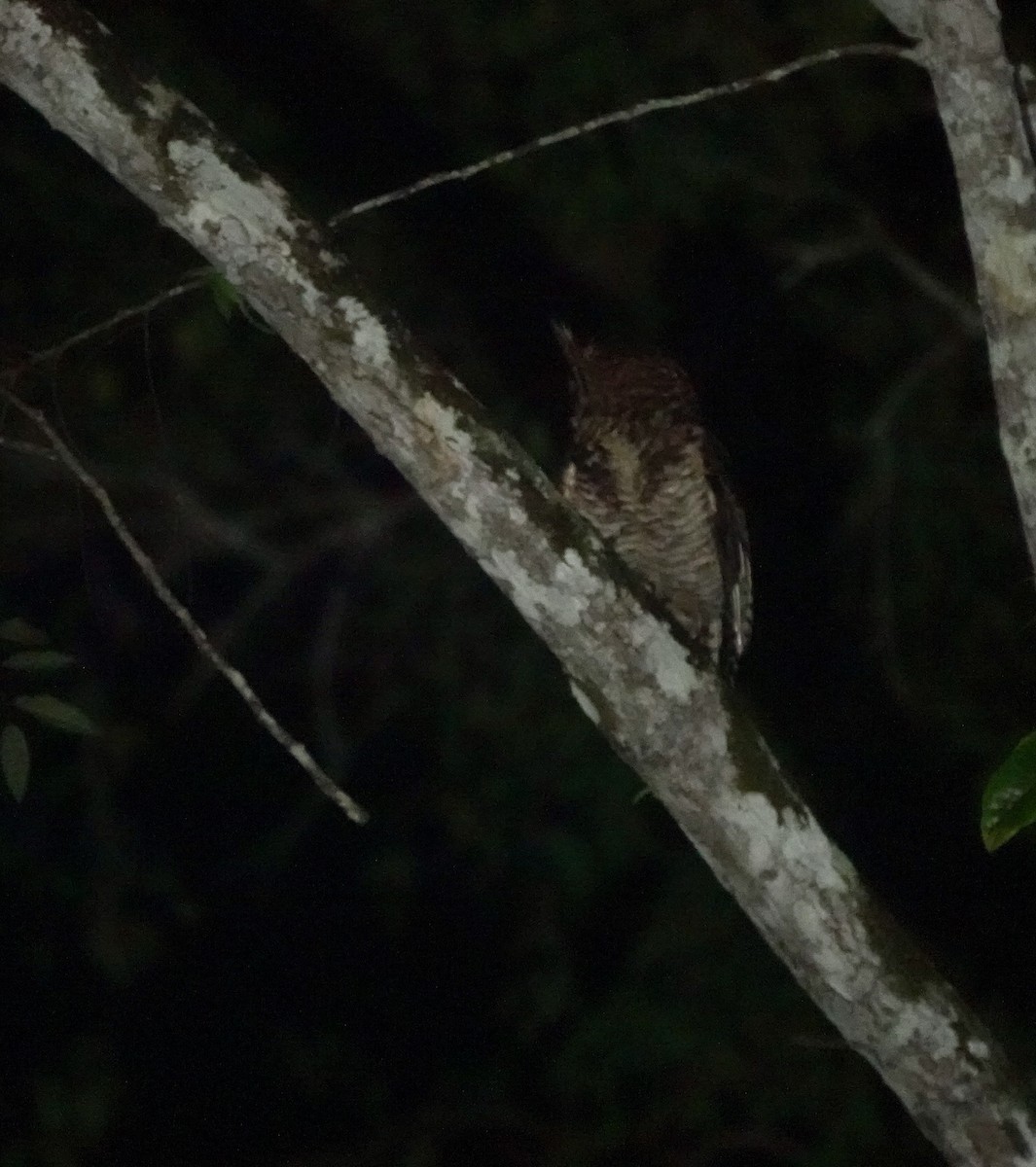 Fraser's Eagle-Owl (Usambara) - ML630104337