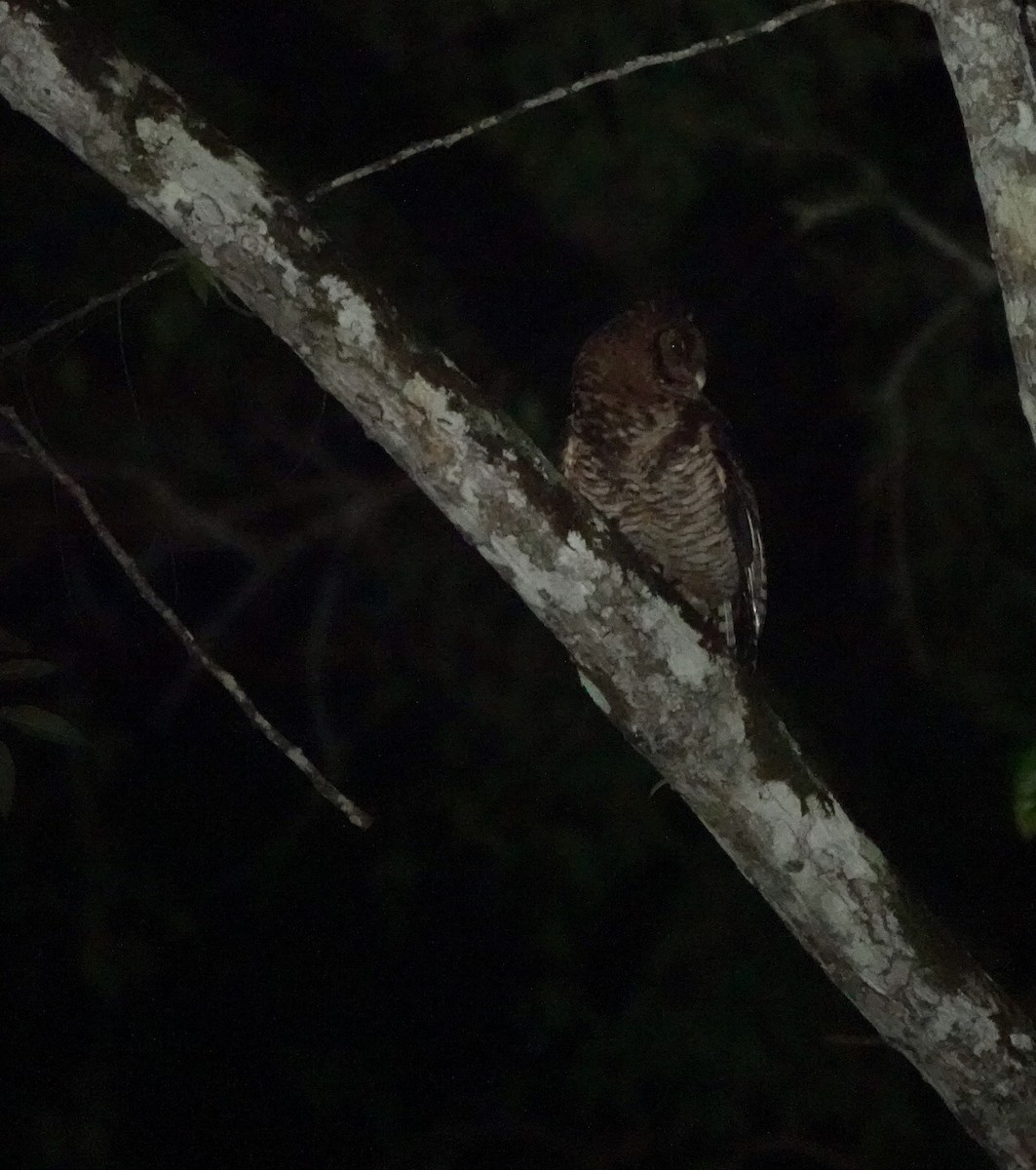 Fraser's Eagle-Owl (Usambara) - ML630104338