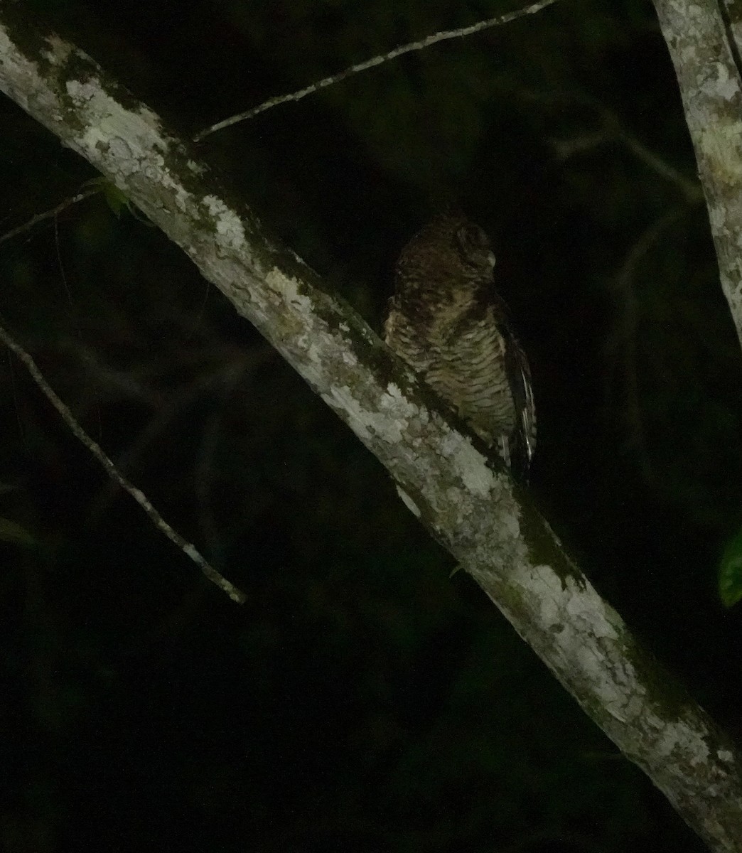 Fraser's Eagle-Owl (Usambara) - ML630104339