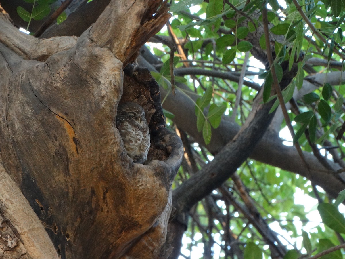 Spotted Owlet - ML630104363