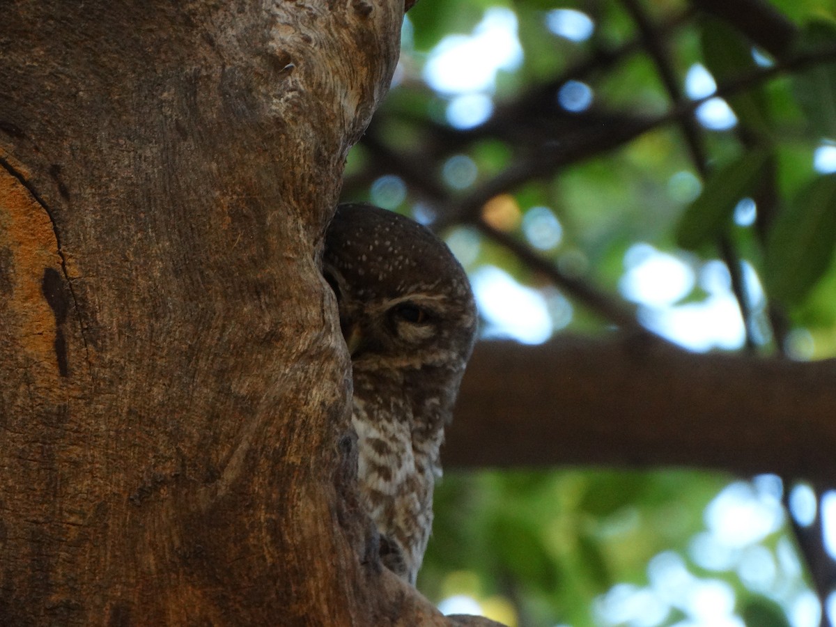 Spotted Owlet - ML630104367