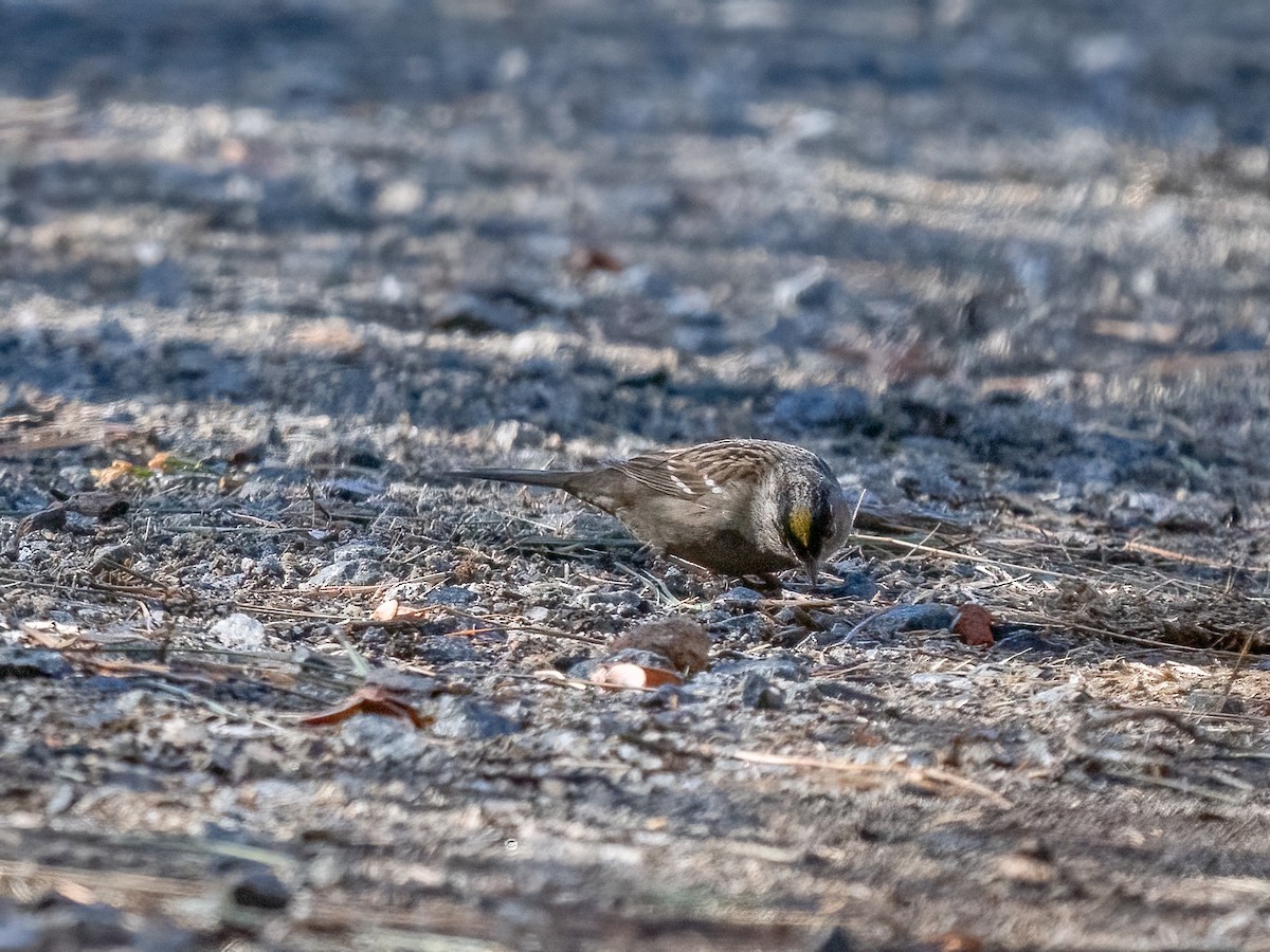 Golden-crowned Sparrow - ML630104463