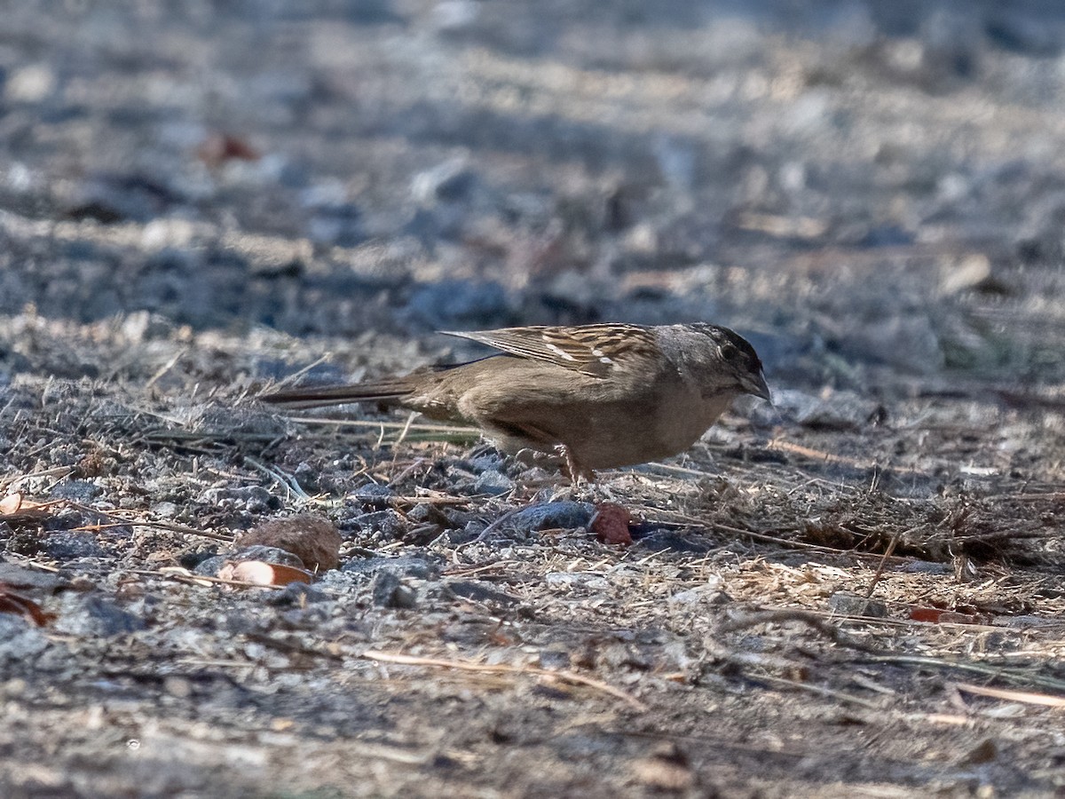 Golden-crowned Sparrow - ML630104464