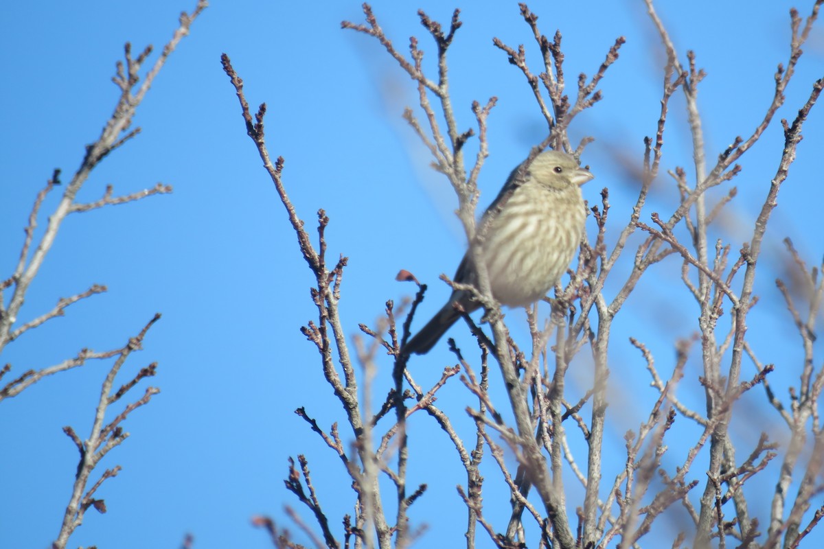 House Finch - ML630104510