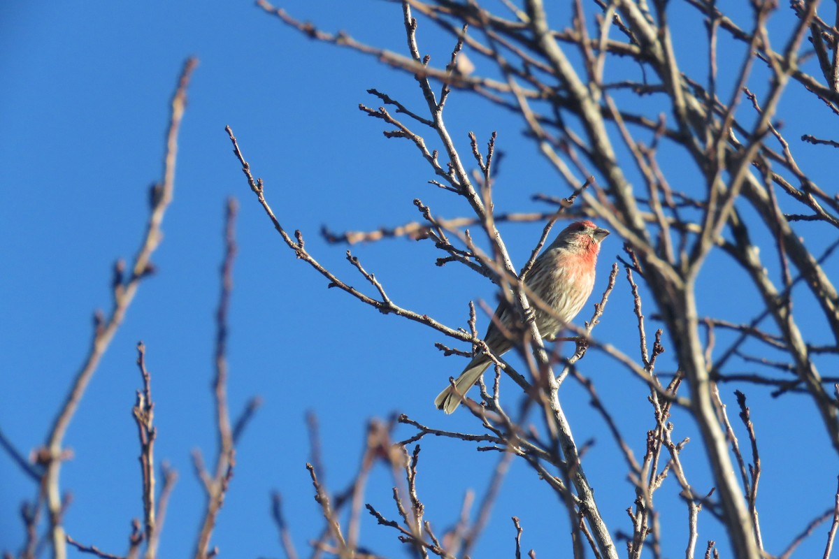 House Finch - ML630104522