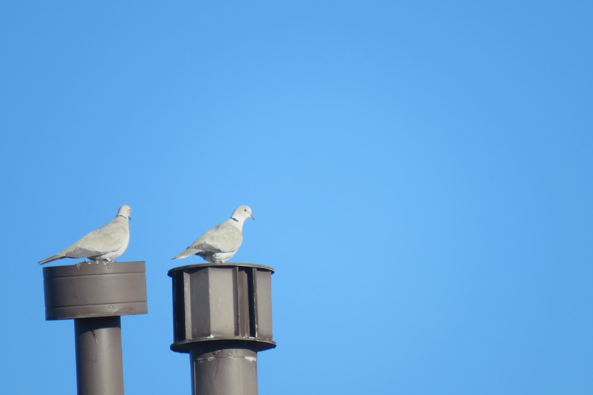 Eurasian Collared-Dove - ML630104614
