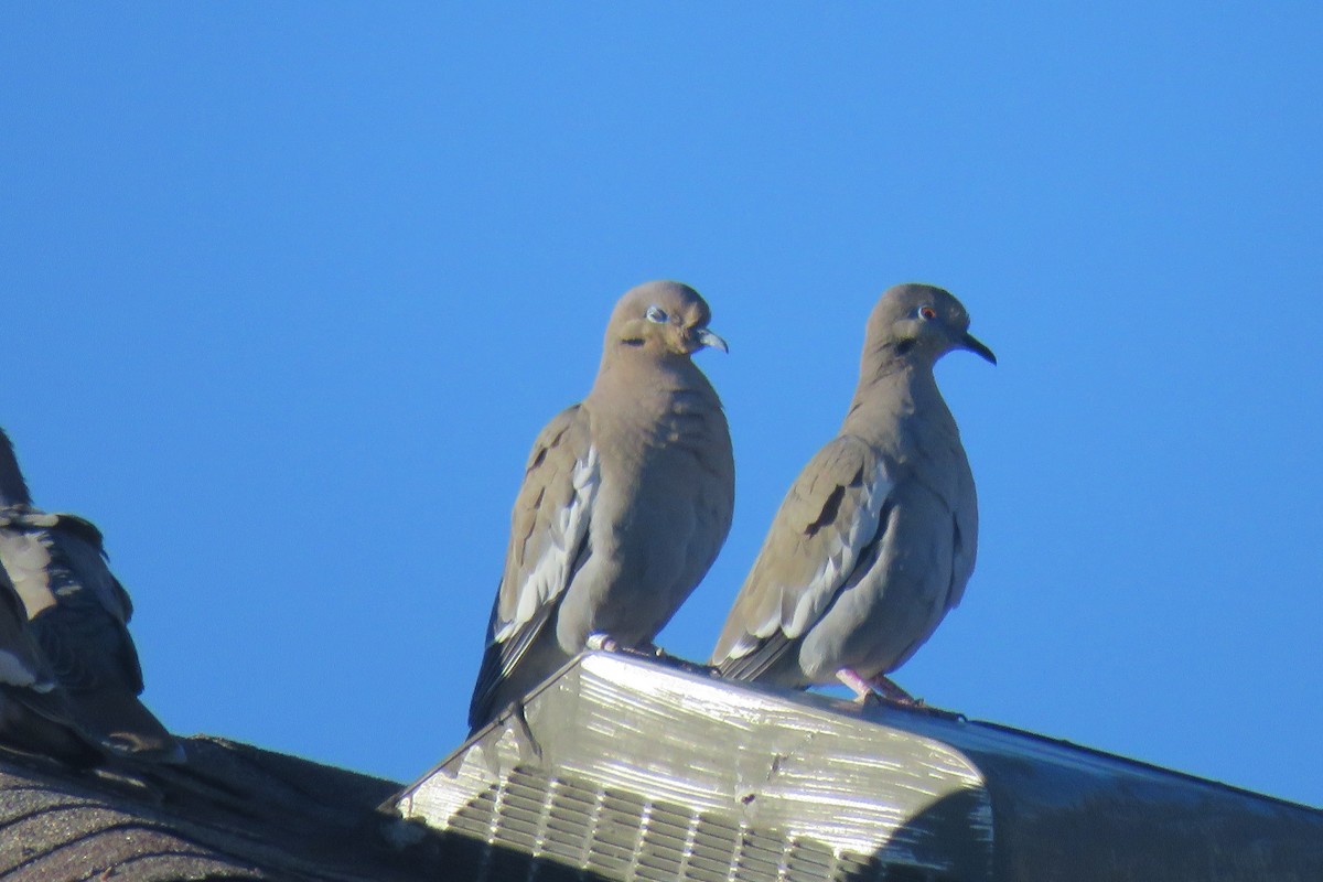 White-winged Dove - ML630104622