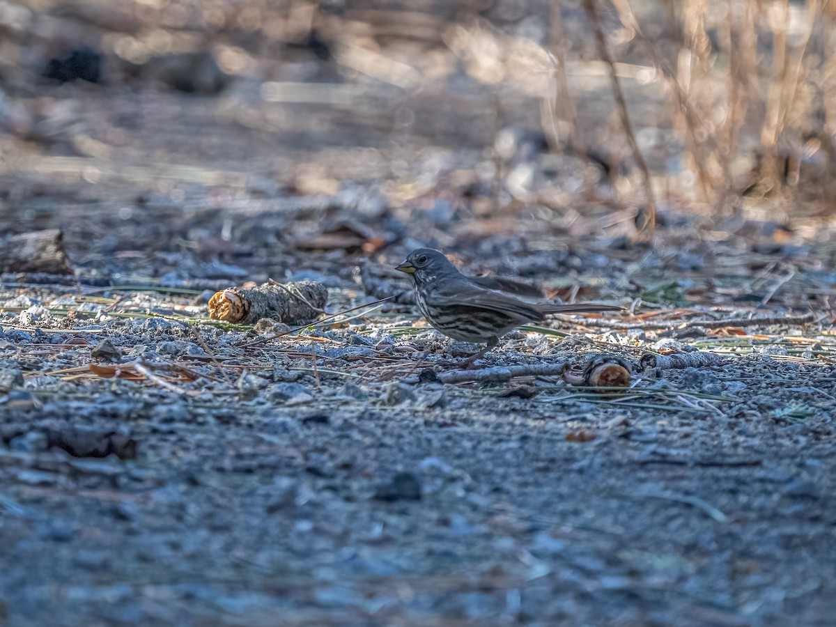 Fox Sparrow - ML630104704