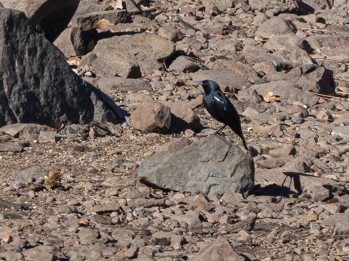 Tricolored Blackbird - ML630104727