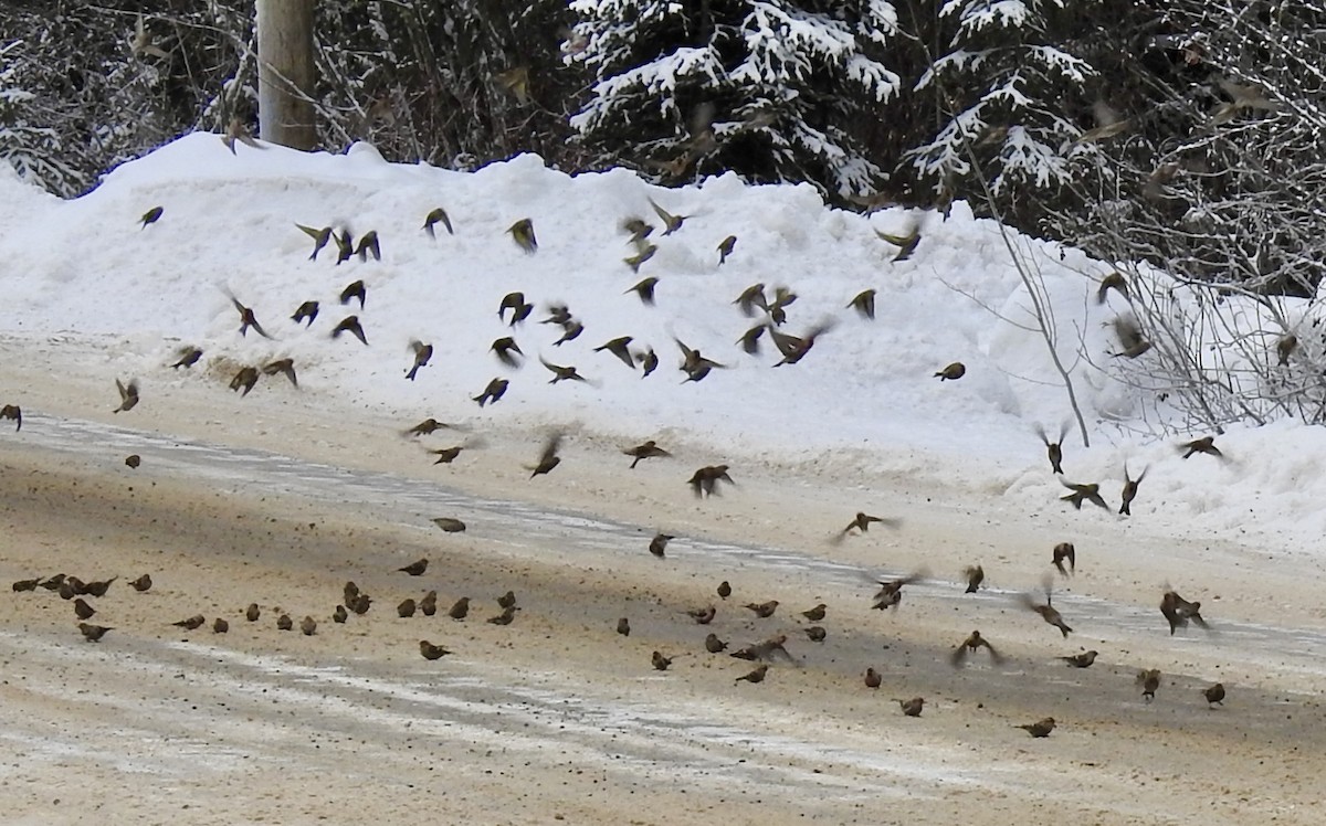 Redpoll (Common) - ML630104751