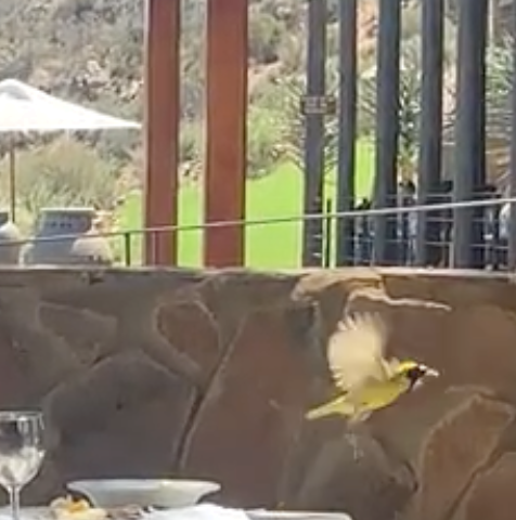 Southern Masked-Weaver - ML630105134