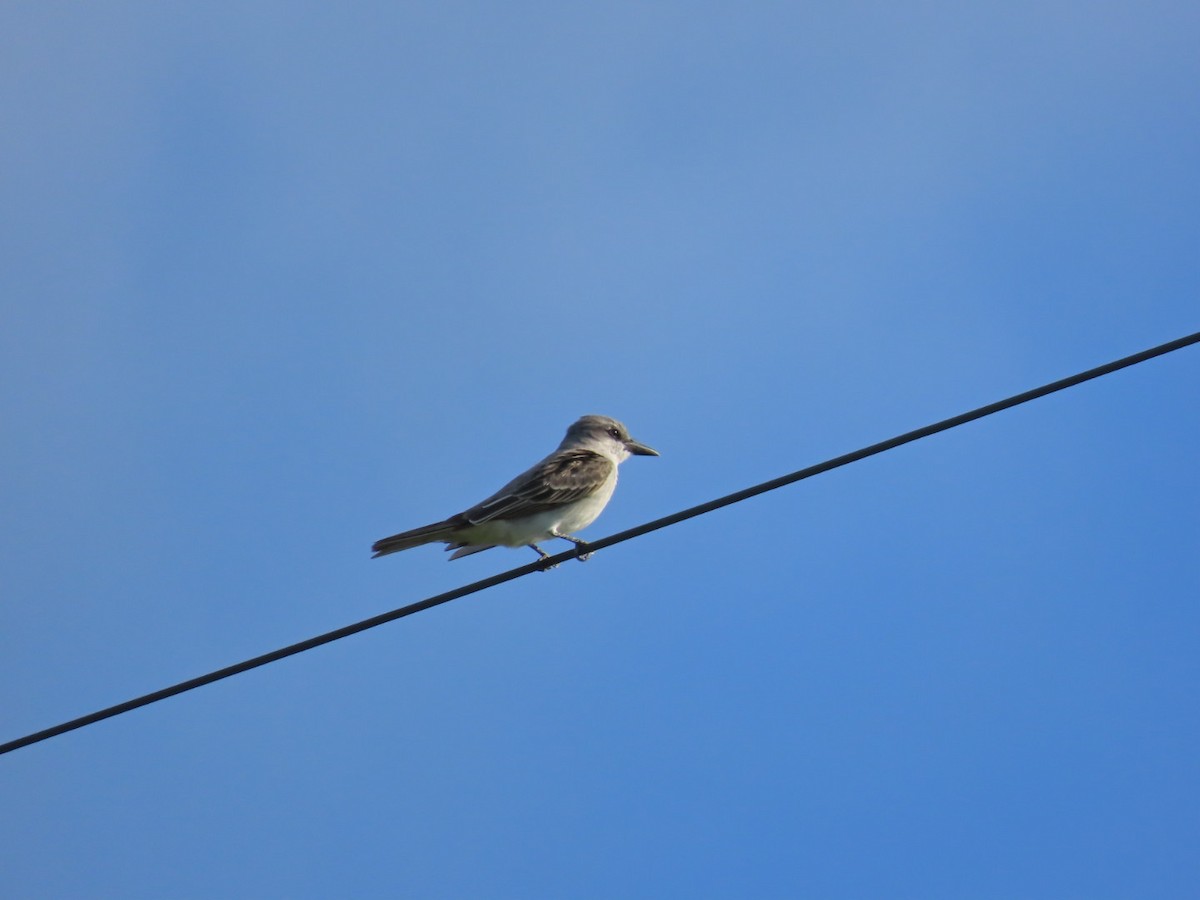Gray Kingbird - ML630105197