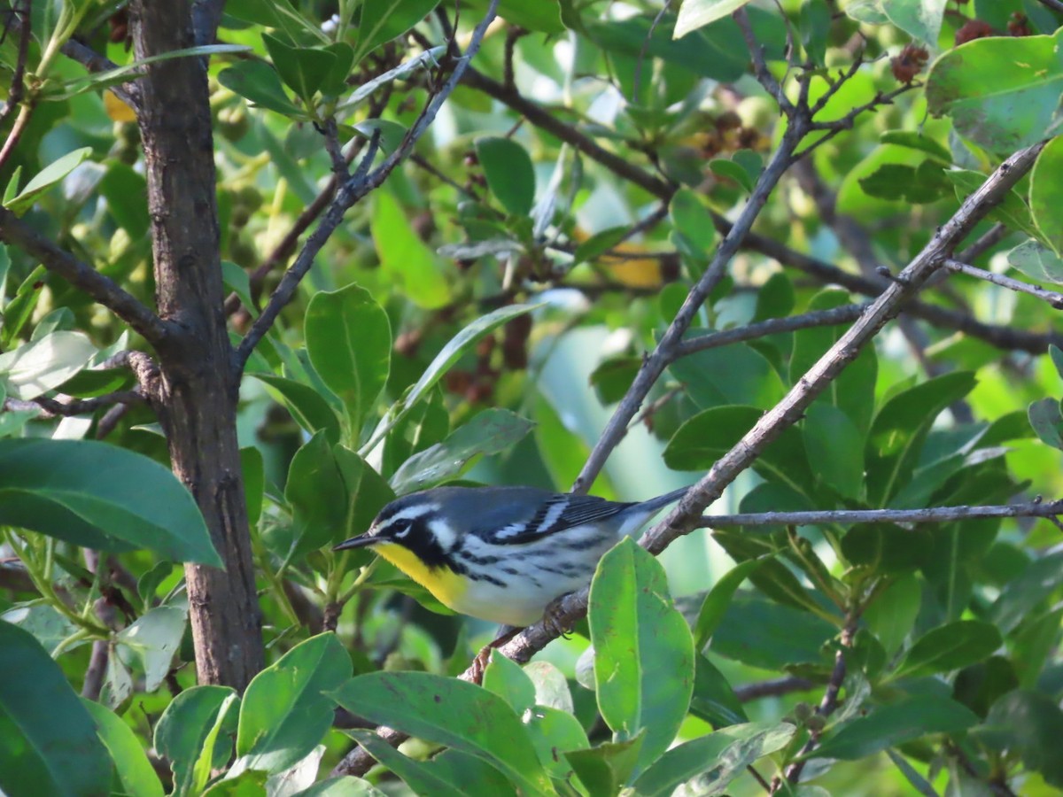 Yellow-throated Warbler - ML630105216