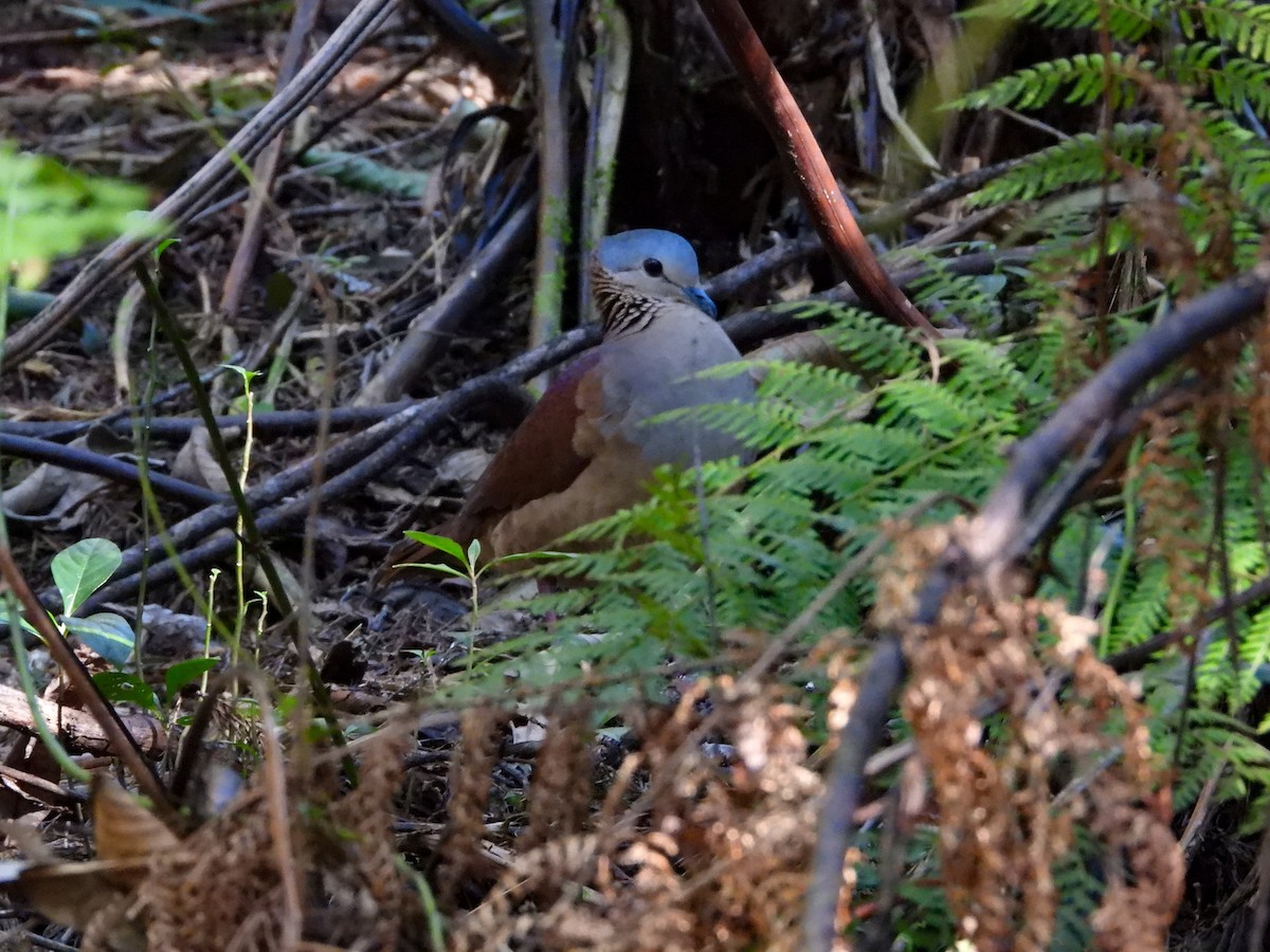 White-faced Quail-Dove - ML630105225
