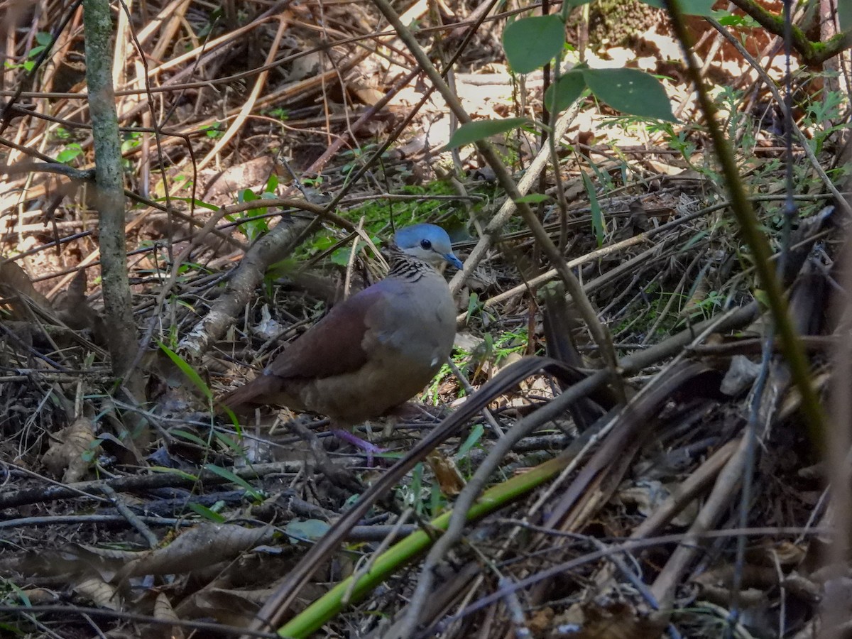 White-faced Quail-Dove - ML630105226
