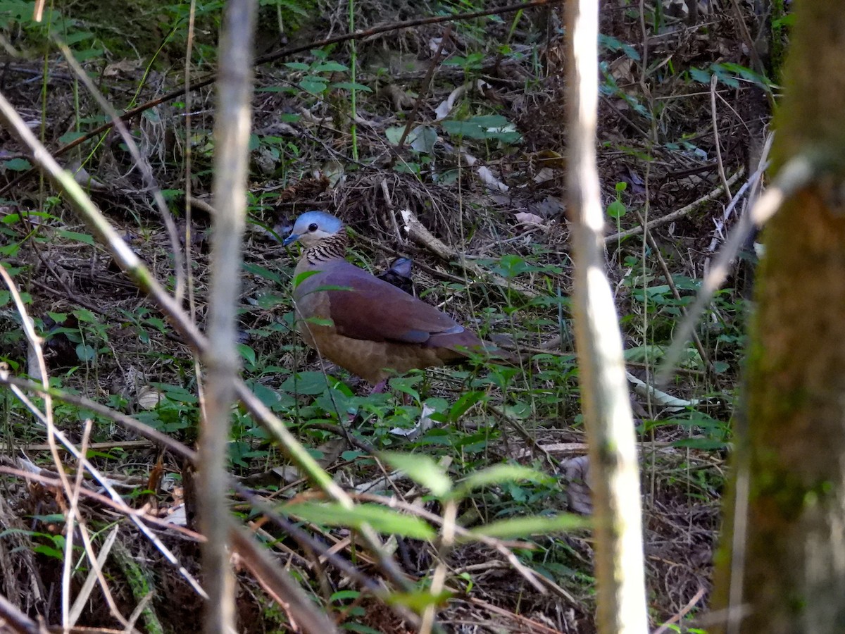 White-faced Quail-Dove - ML630105227