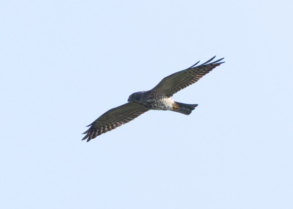 Chinese Sparrowhawk - Ayuwat Jearwattanakanok