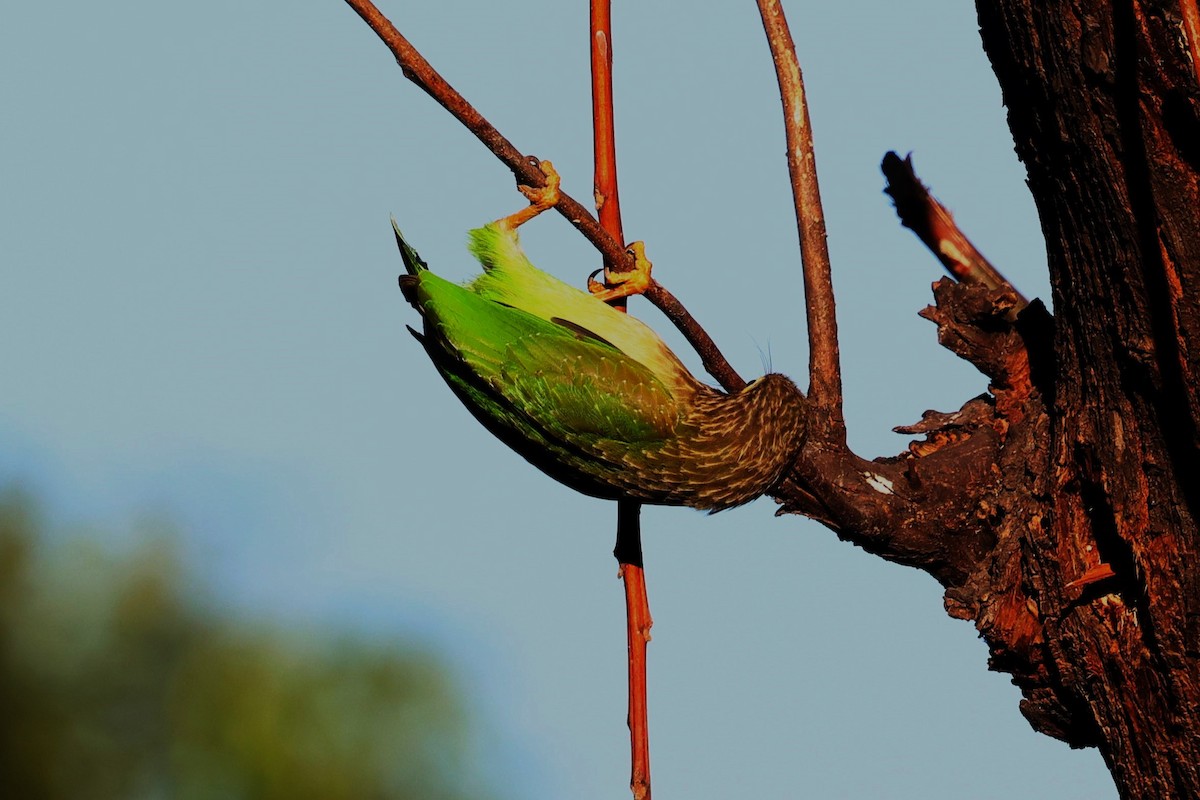 Brown-headed Barbet - ML630105243