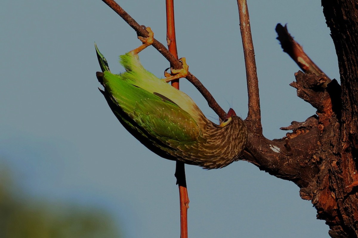 Brown-headed Barbet - ML630105244