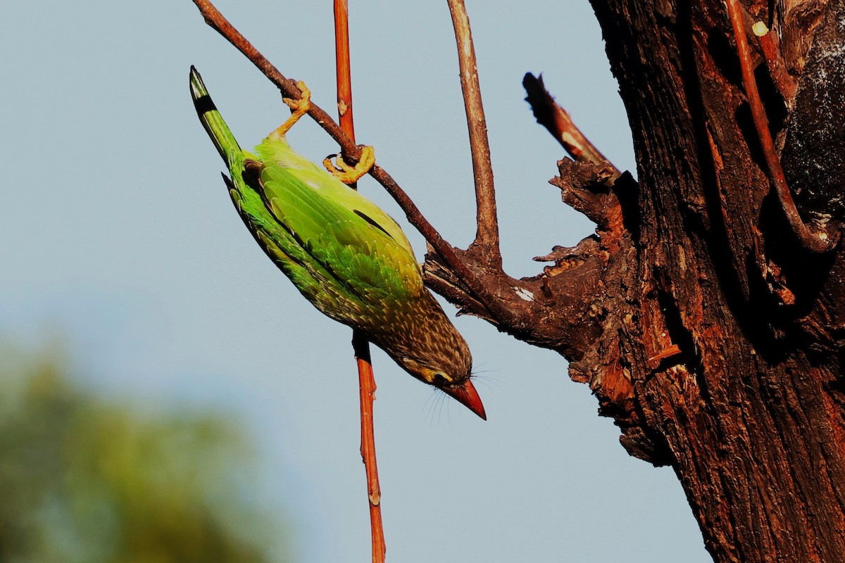 Brown-headed Barbet - ML630105245