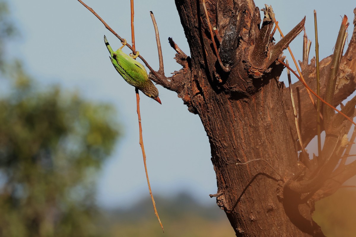 Brown-headed Barbet - ML630105246