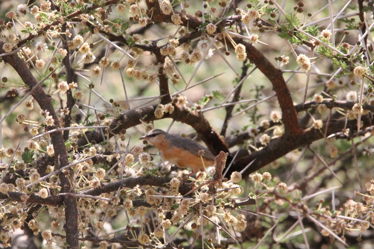 Northern Crombec - ML630105264