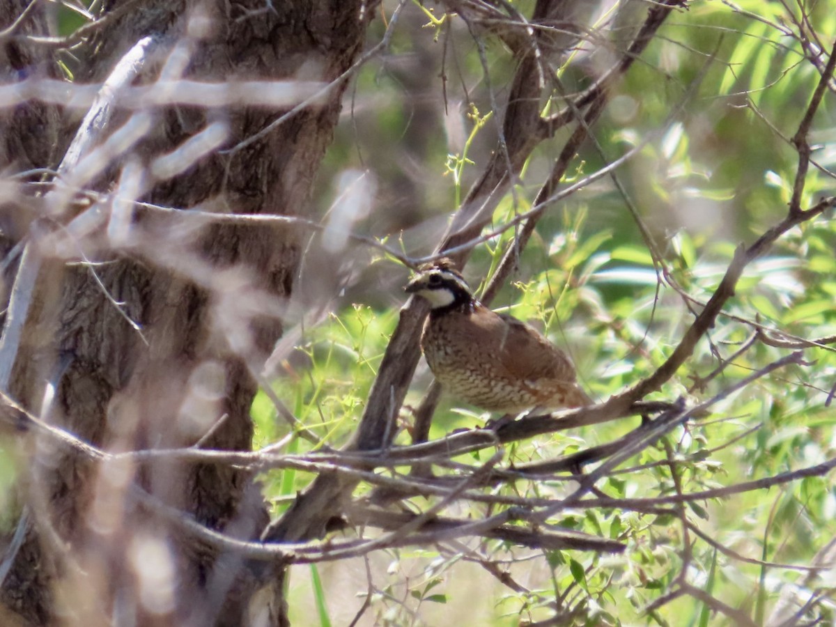 Northern Bobwhite - ML630105341
