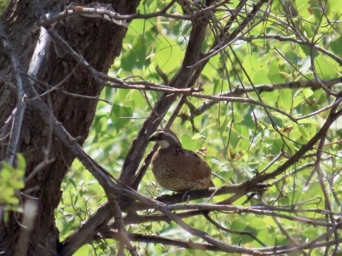 Northern Bobwhite - ML630105342