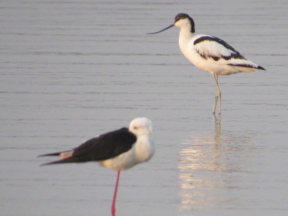 tenkozobec opačný - ML630105379