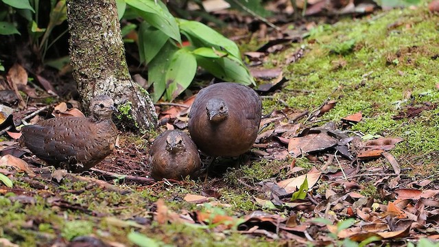 Little Tinamou - ML630105392