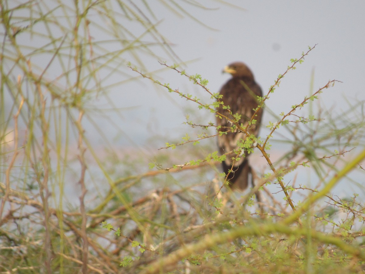 orel volavý - ML630105397