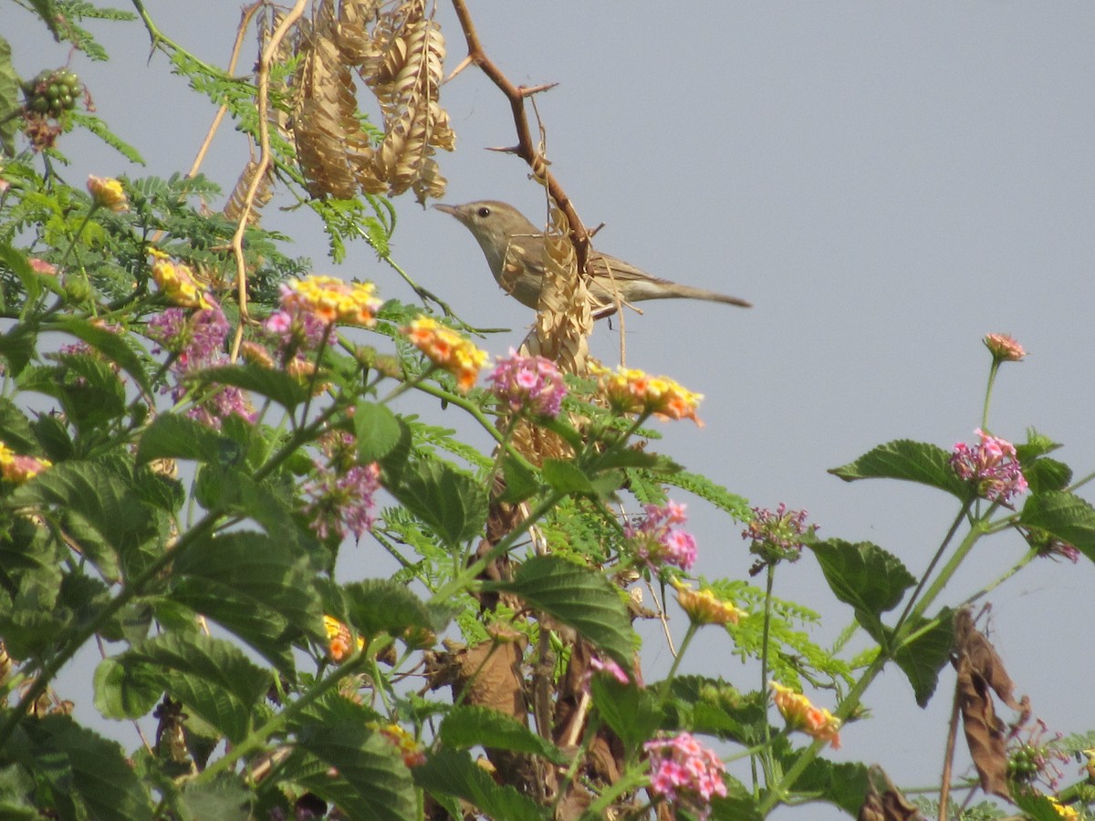 sedmihlásek tamaryškový - ML630105411