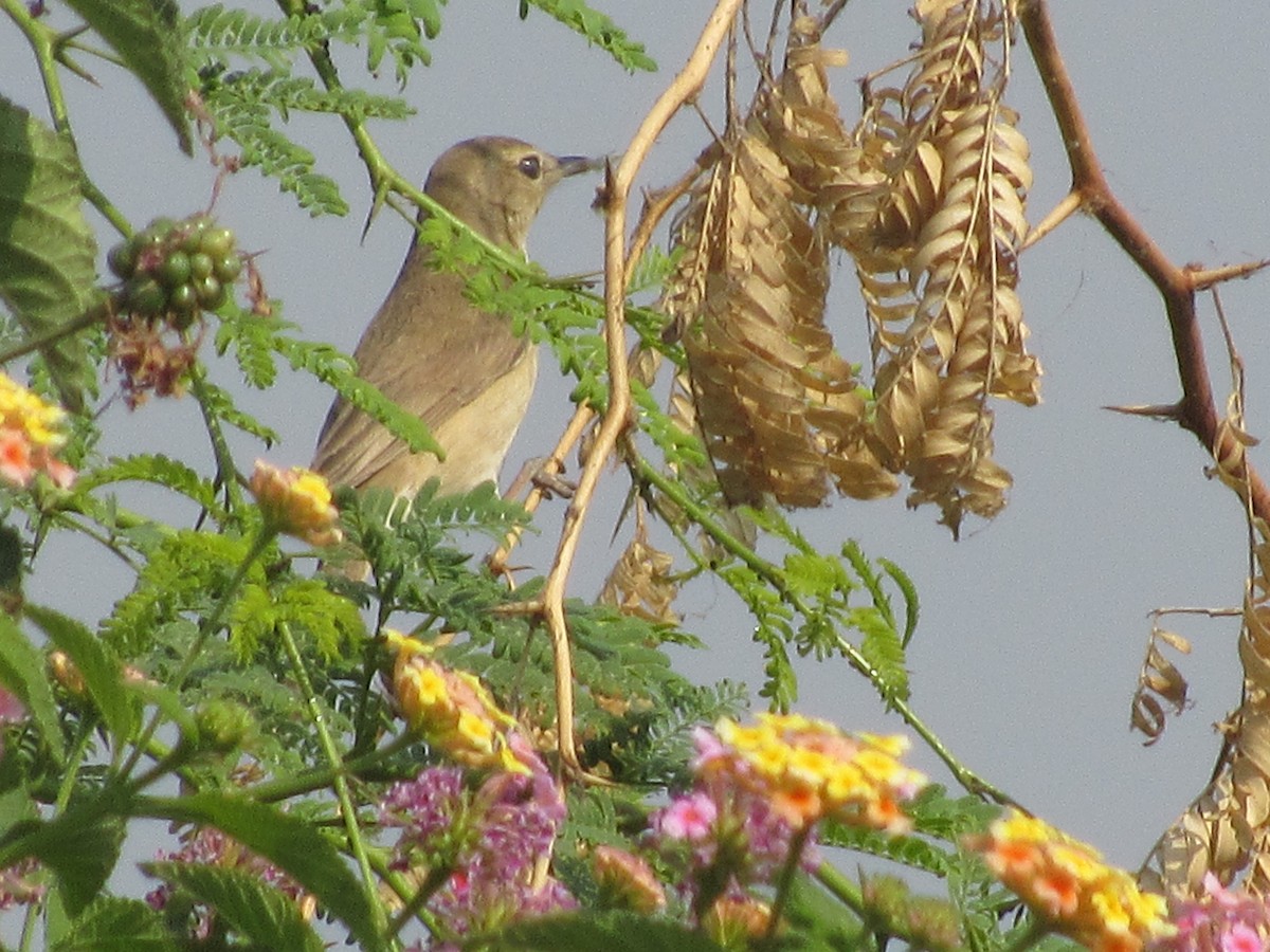 sedmihlásek tamaryškový - ML630105412