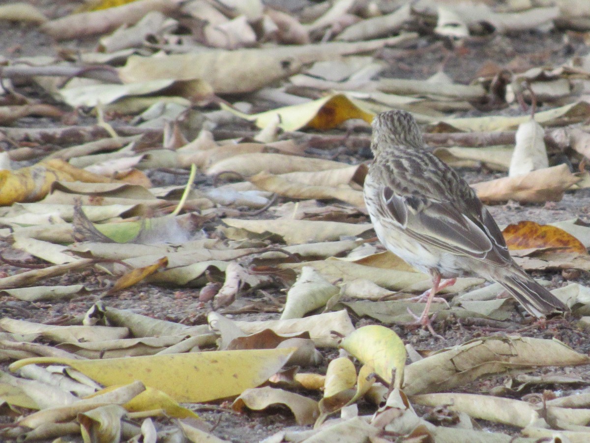 linduška rýžová - ML630105427