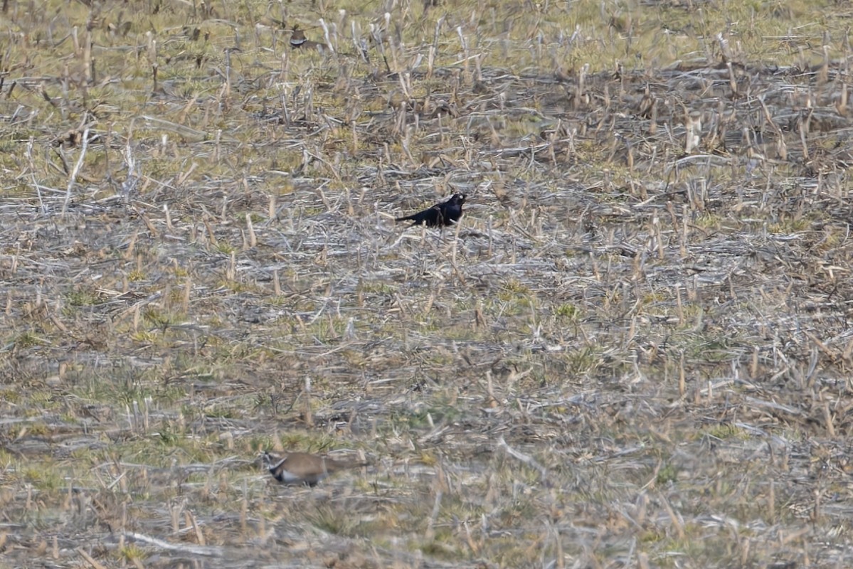 Brewer's Blackbird - ML630105523