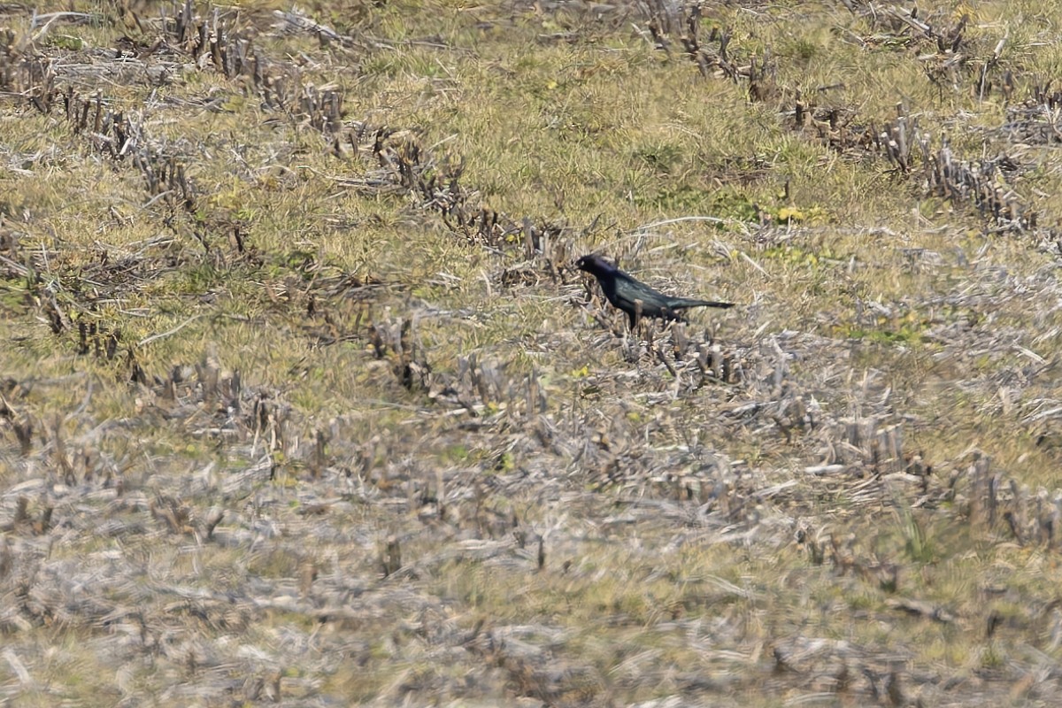 Brewer's Blackbird - ML630105524