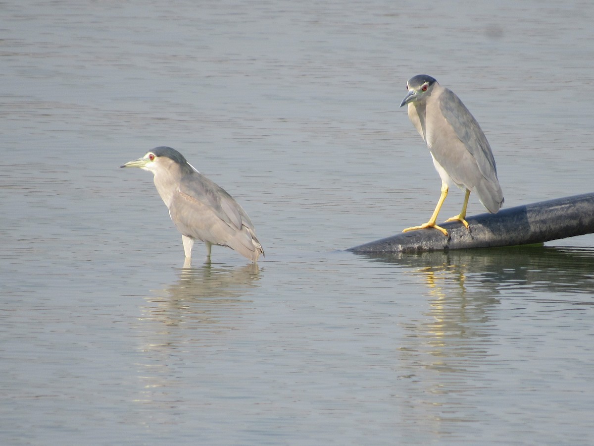 kvakoš noční - ML630105531