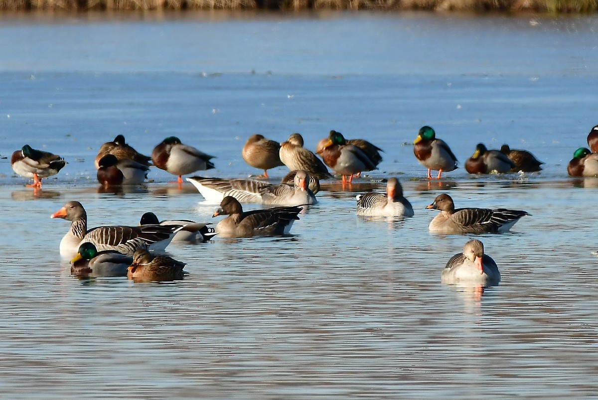 Tundra Bean-Goose - ML630105535