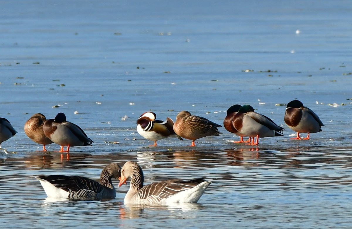 Mandarin Duck - ML630105544